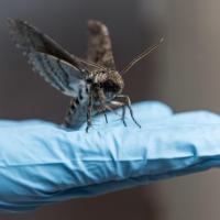 Hawkmoth on hand