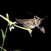 Hawk moth and natural flower
