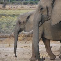 Profiles of two eastern African elephants walking side by side. (Photo: Jess Hunt-Ralston)