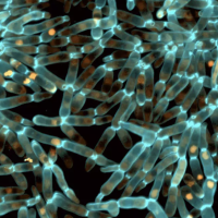 Evolved snowflake yeast