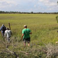 Four people walking across a salt marsh