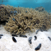 An underwater photo of several sea cucumbers and fish surrounding coral.