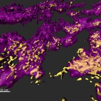 Image of bacterial biofilm showing wound model