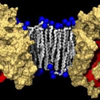 Beta-barrel protein