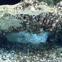 A rock with mussels attached has a block of ice underneath it. 