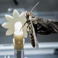 Hawk moth landing on robotic flower