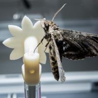 Hawkmoth on flower