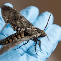 Hawk moth in researcher's hand