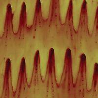 Microscope image of rattlesnake scales