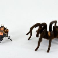 Can this small robot outrun a spider? Photo Credit: Animal Inspired Movement and Robotics Lab, CU Boulder.