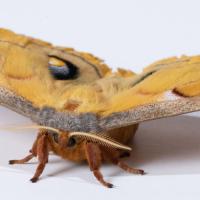 Hawkmoth flight muscles exhibit delayed stretch activation, a hallmark of asynchronous flight. 