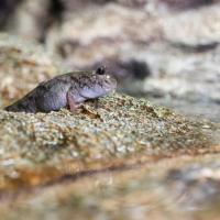 Mudskipper