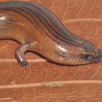 Closeup of a Brachymeles kadwa (an intermediate lizard species) on a leaf. Credit: Philip Bergmann, Clark University