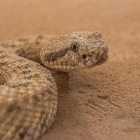 Sidewinder in trackway