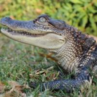 Close up of a baby alligator in the wild.